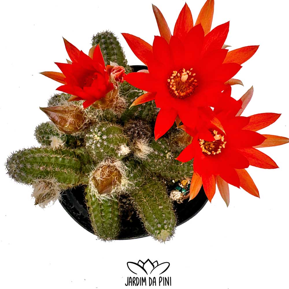 Cacto amendoim em flor.