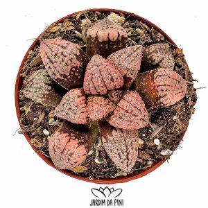 Haworthia Ruby com cores verde avermelhadas em vaso de 8.