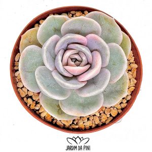 Echeveria Blue surprise variegata com tonalidades de roxo e azul em vaso de 8.