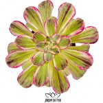 Aeonium the V, planta de importação asiática com uma palete de cores bem diversificada.