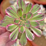 Aeonium the V com uma palete de cores bem diversificada em vaso de 10.