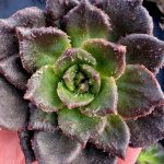 A Echeveria Black Furry é uma mutação da Echeveria Black Prince com rugosidades pouco comuns nas suas folhas.