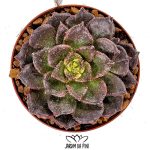 Echeveria Black furry, mutação da echeveria Black prince com rugosidades pouco comuns nas suas folhas.