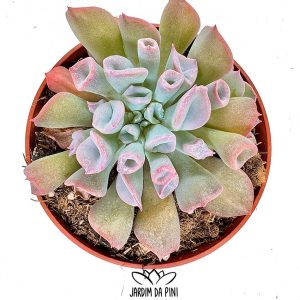 Echeveria Pig nose com o seu aspecto distinto e coloração rosa azulada.