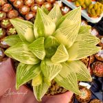 Haworthia Retusa variegata com a sua coloração característica de amarelos e verdes intensos, suculenta em vaso de 8.