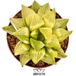 Haworthia-Retusa-Variegata, suculenta de cores intensas em vaso de 8