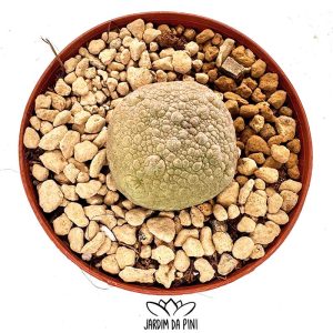 Pseudolithos Migiurtinus, suculenta rara e de crescimento muito lento em vaso de 7.