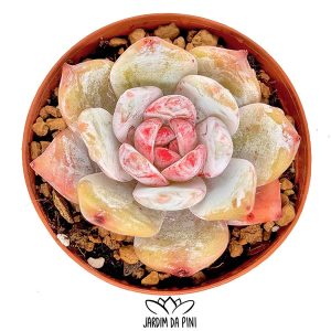 Echeveria Snow Angel Sugar Heart in a vase of 8 in shades of pink and creamy white.