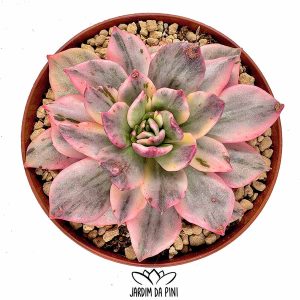 Echeveria Black-Pink-Variegata