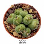 conophytum uviforme