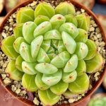 echeveria snowflake-jelly em vaso de 8