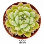 echeveria snowflake-jelly