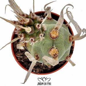 Tephrocactus-papyracanthus
