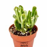 crassula ovata gollum f. variegata