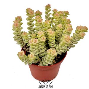 Crassula Tom thumb variegata