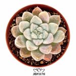 Echeveria Frozen Tips
