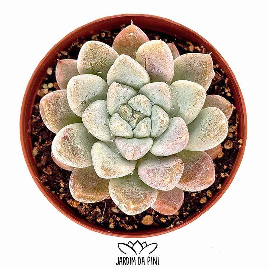 Echeveria Frozen Tips