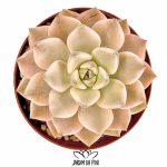echeveria pretty in pink variegata