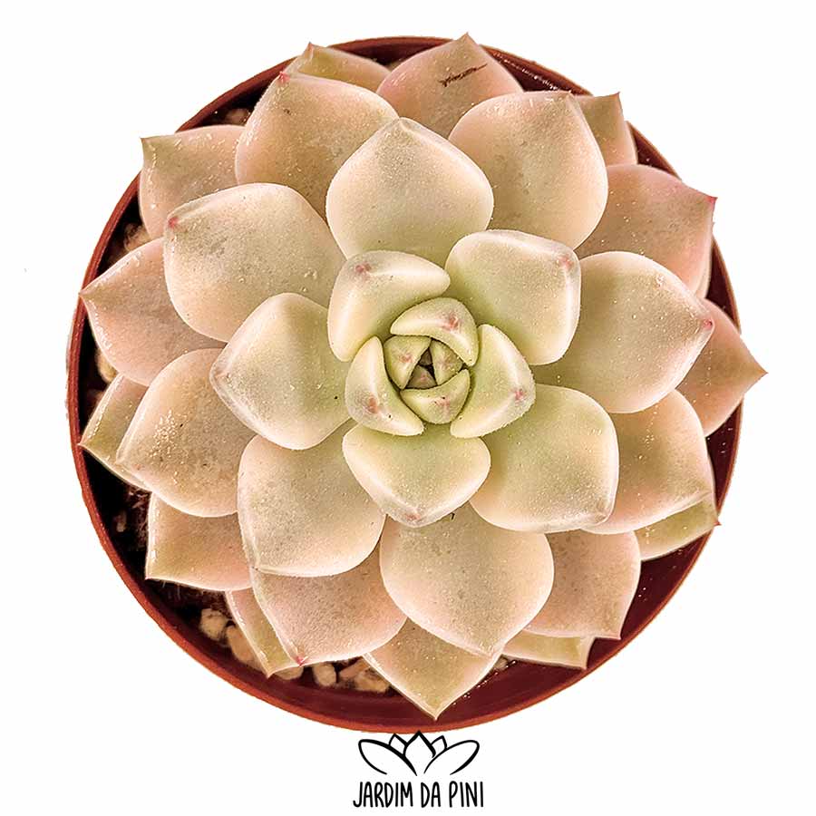 echeveria pretty in pink variegata