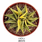 haworthia limifolia variegata