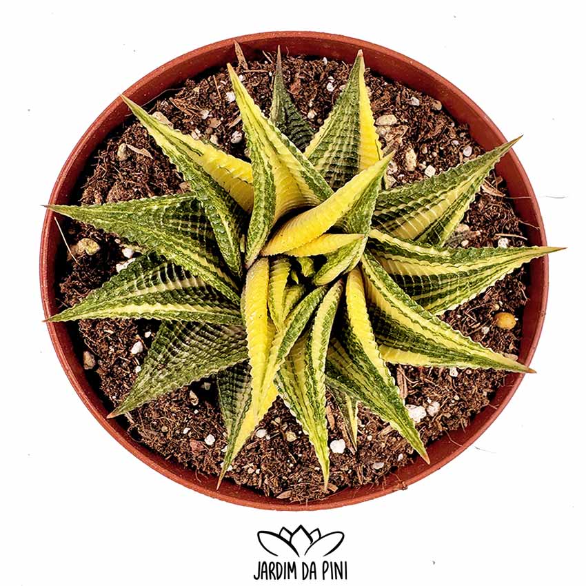 haworthia limifolia variegata
