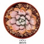 Echeveria Opalina Variegated