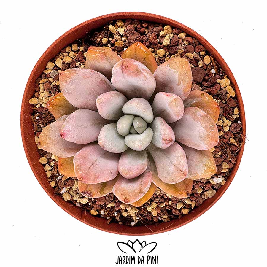 Echeveria Opalina Variegated