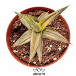 sansevieria blue clone variegated
