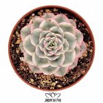 Echeveria Atlantis variegata 1