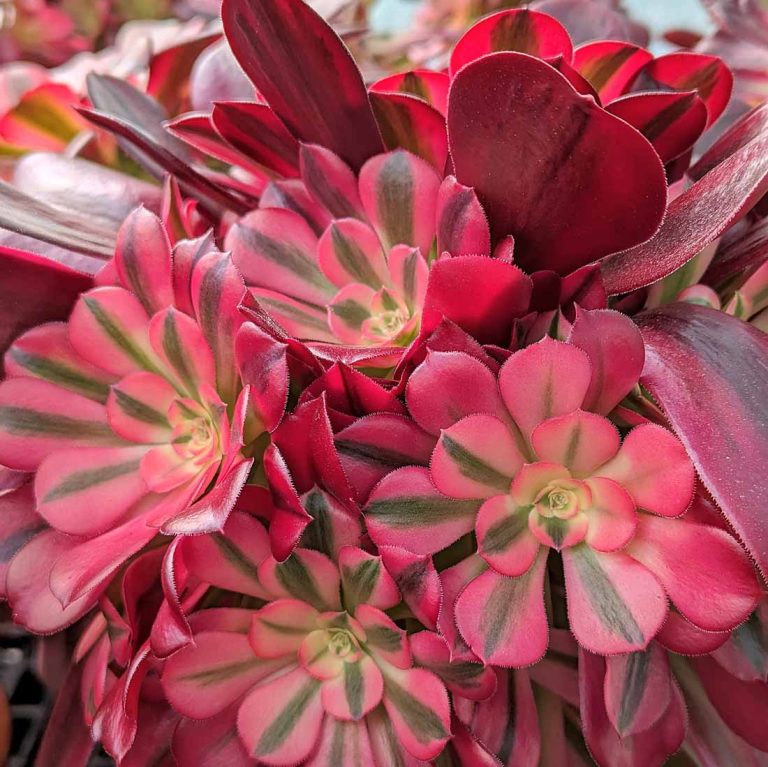 aeonium e suculentas 1