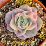Echeveria Lovely Rose Variegata