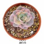 Echeveria Lovely Rose Variegata Pink