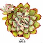 echeveria-magma-pearl