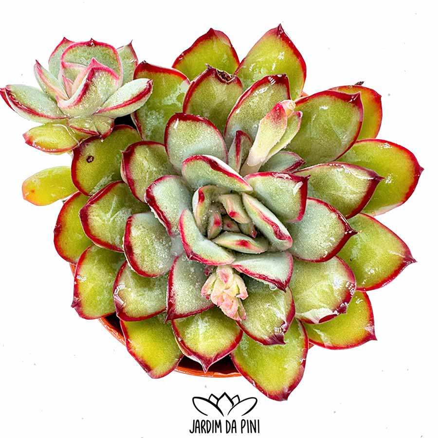 echeveria-magma-pearl