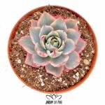 Echeveria Amistar Variegata