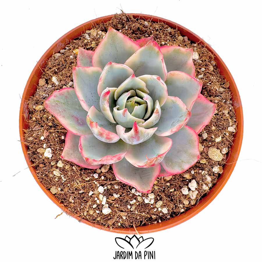 Echeveria Amistar Variegata