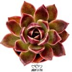 Echeveria Chocolate Mousse