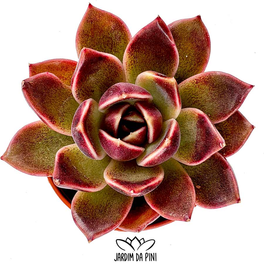 Echeveria Chocolate Mousse