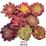 Mix Aeonium coloridos