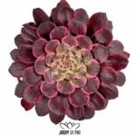 aeonium snow girl variegated