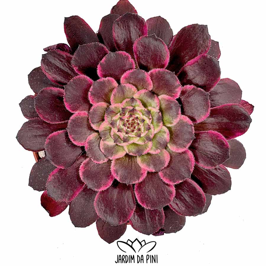 aeonium snow girl variegated