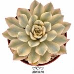 echeveria moon fairy variegated