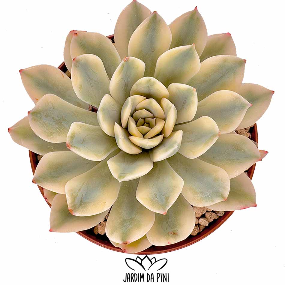 echeveria moon fairy variegated