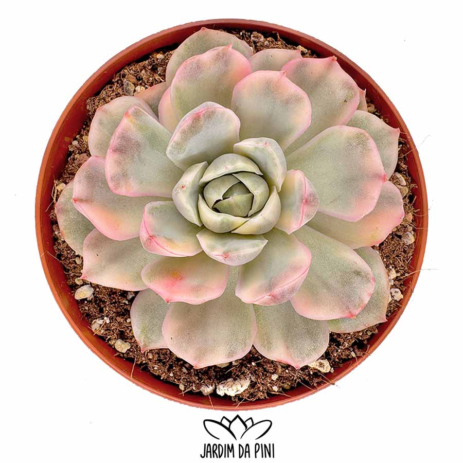 echeveria strawberry cake variegated