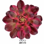 greenovia charm golden rose variegated 1