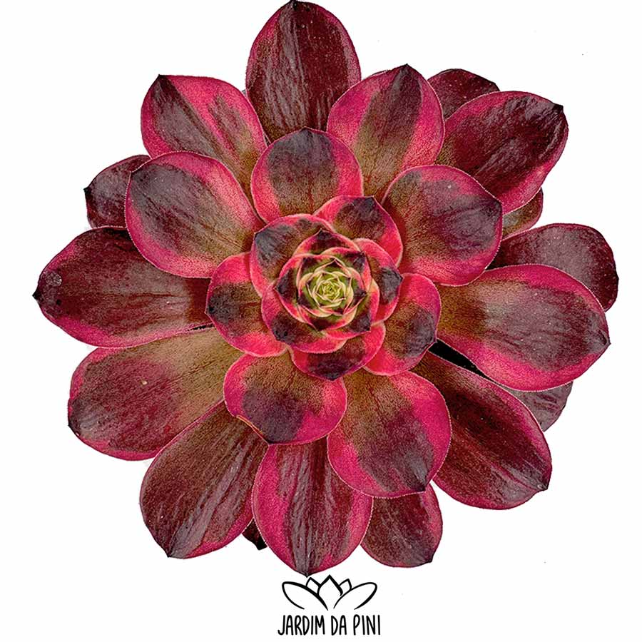 greenovia charm golden rose variegated 1