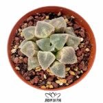 haworthia pygmaea ice