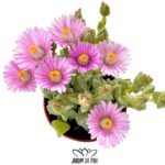 oscularia deltoides