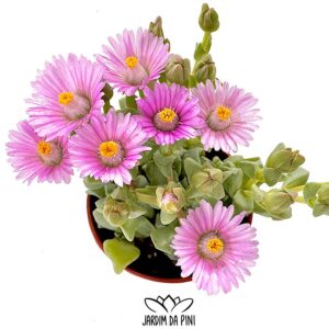 Oscularia Deltoides