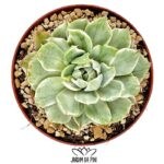 Echeveria Queens Maria variegated
